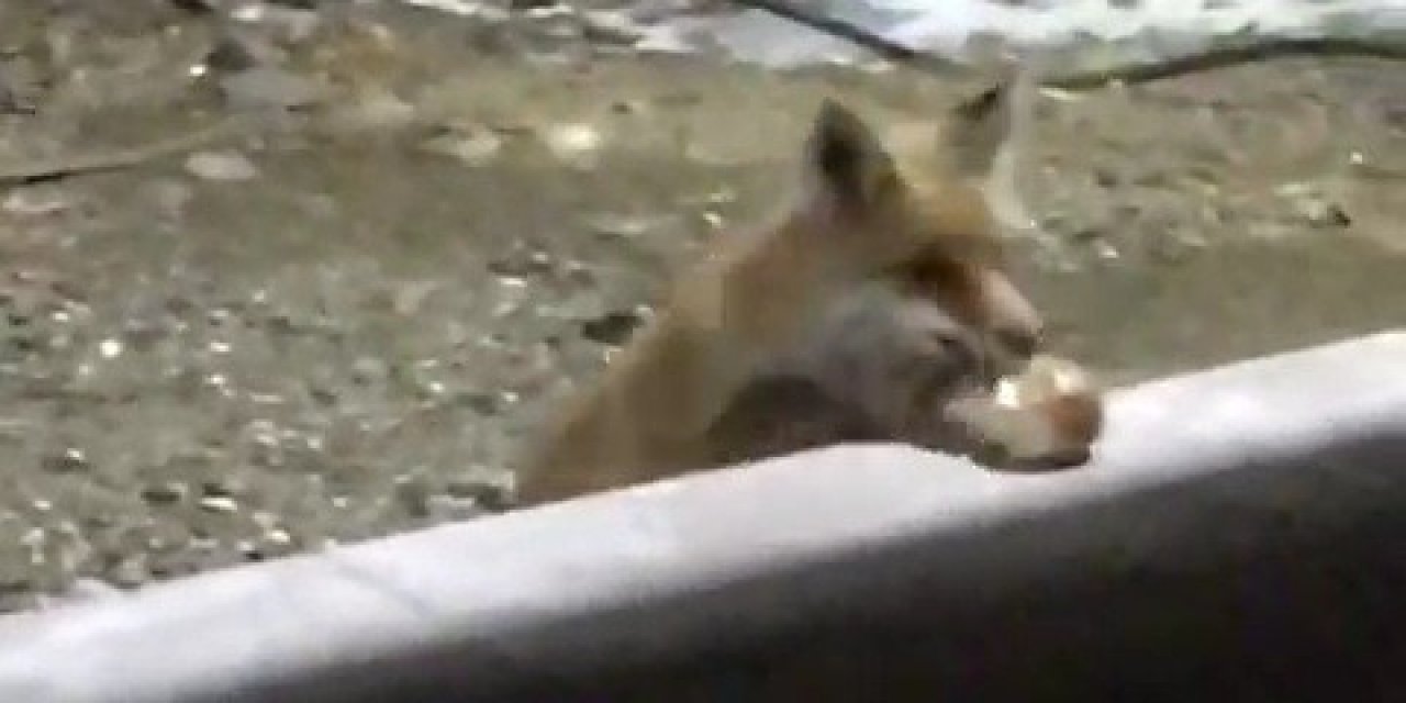 Karabük'te yaşayan Ramazan Işık kapısına kadar gelen tilkileri aç göndermiyor