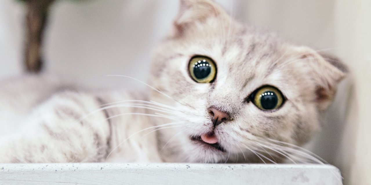Kedi Sahiplerinin Bilmesi Gereken 14 Şey! Bunları Yapmak Onların Çok Hoşuna Gidecek