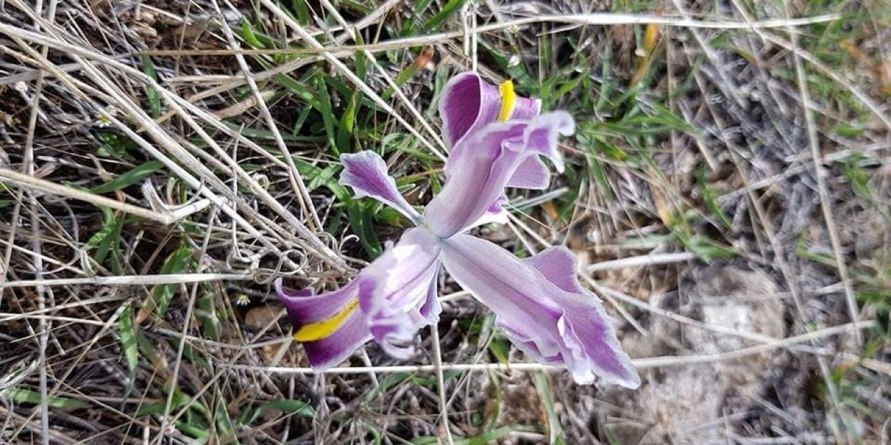 Malatya’da Açan Nevruz Çiçekleri Büyüleyici Görüntüler Oluşturdu