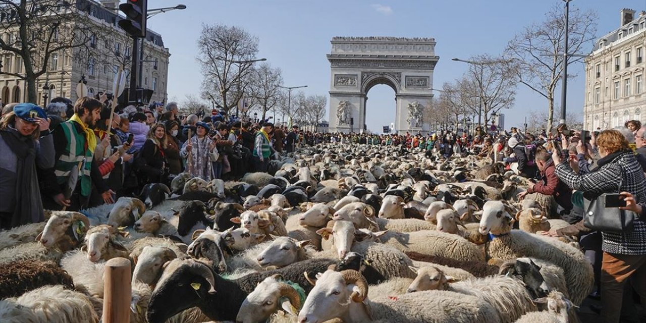 Fransa'nın başkenti Paris'te En Ünlü Caddeyi Koyunlar Doldurdu