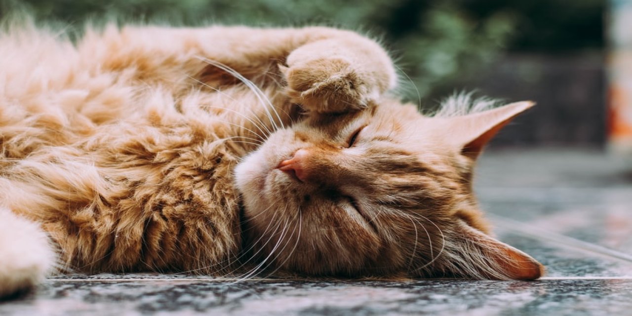 Kedi Kumunu Temizlerken Dikkat Etmeniz Gerekenler!