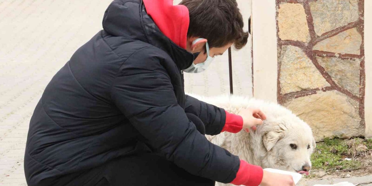 Edirne'de skandal! Sokak hayvanlarının mama kaplarına göz diktiler