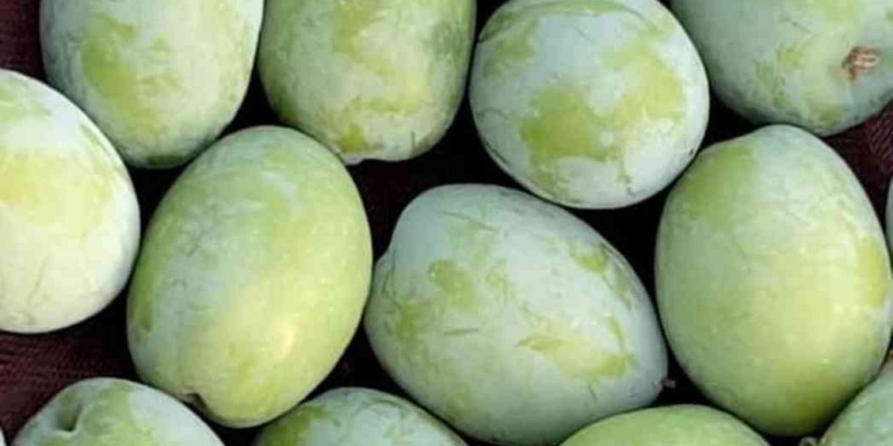 Mut’tan Hollanda’ya Tonlarca Zeytin Ve Yöresel Ürün İhracatı Yapıldı