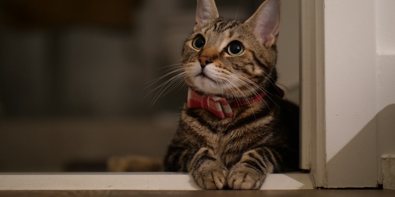 Kedi Kumunu Temizlerken Yapılan Hata Sağlığınızdan Edebilir