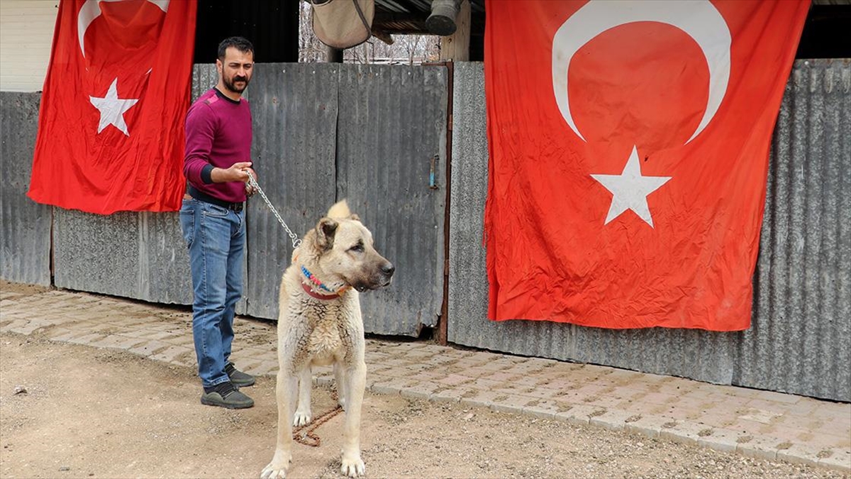 Savaş Koçtepe Şehidin Emaneti Kangal Köpeğine Gözü Gibi Bakıyor