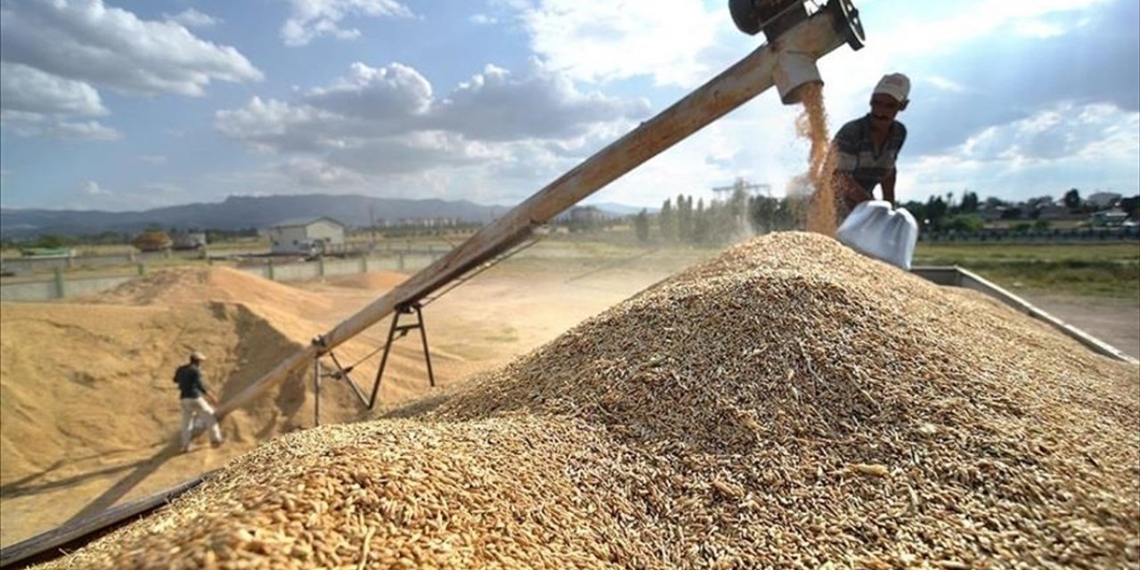 Hububat Sektöründe İhracat Yüzde 31,65 Arttı