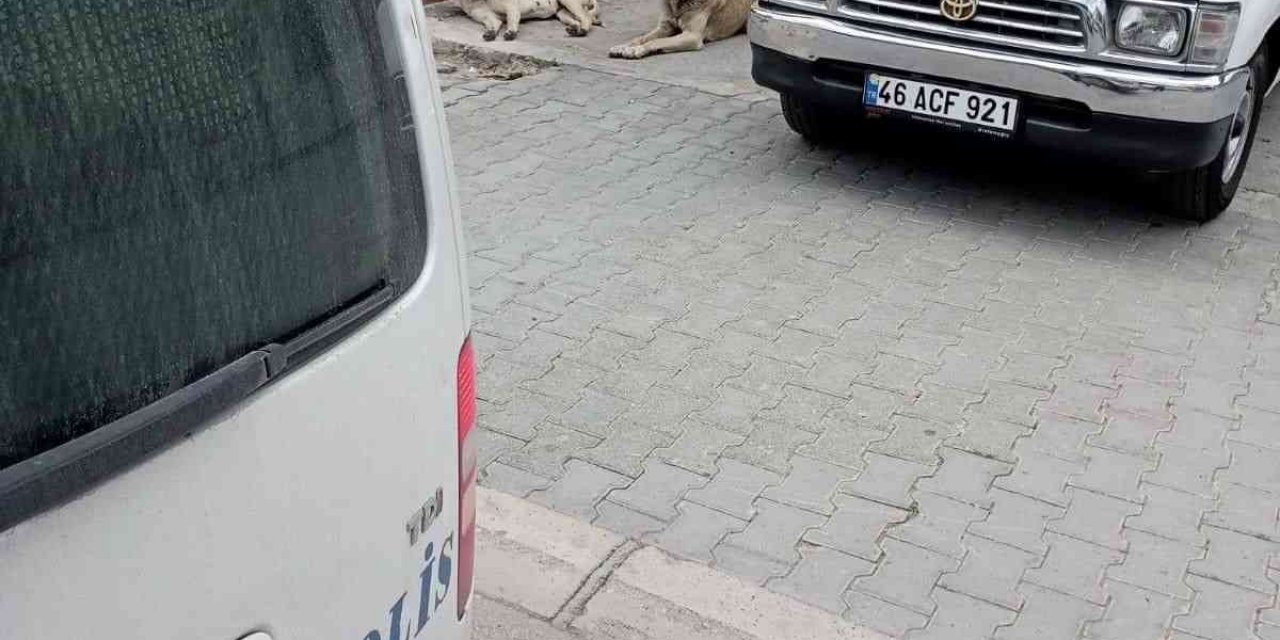 Adana'da Sokak Köpeklerinin Saldırısından Kaçarken Düşerek Yaralana Şahıs Hayatını Kaybetti