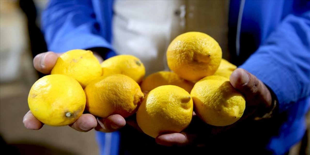 Evinizde Limon Yetiştirmek İşte Bu Kadar Kolay – İşte Tek İhtiyacınız olan Formül
