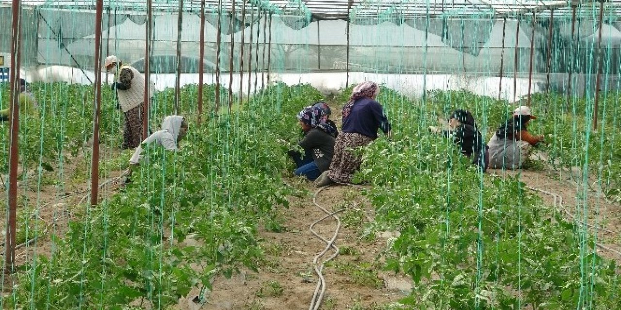 Ankara Büyükşehir Belediyesi'nden Çiftçilere Yüzde 75 Hibe ile Sebze Fidesi