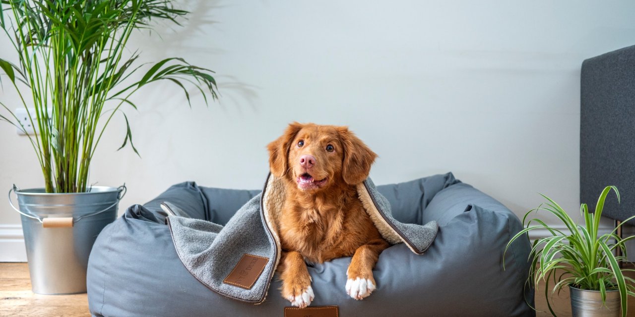 İBB, Hedef Dışı Avlanmış Balıklardan Kedi-Köpek Maması Üretecek