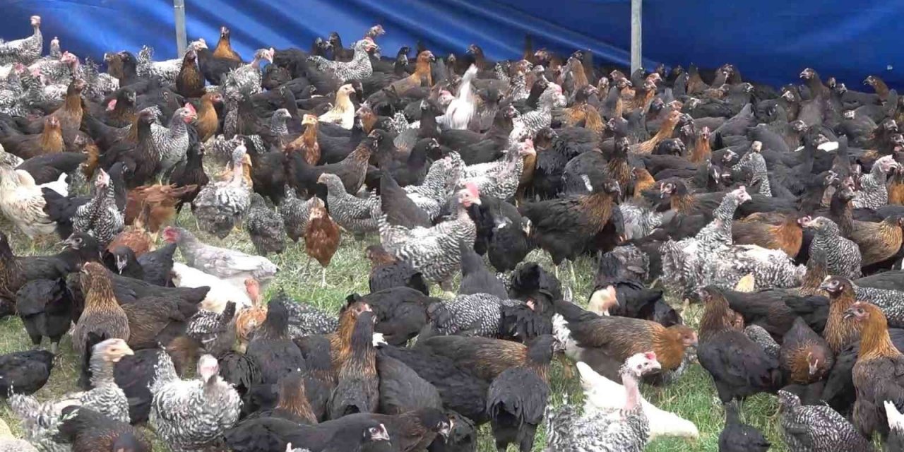 Belediyeden Bahçeli Evi Olan Vatandaşlara Yüzde 100 Hibeli Horoz, Tavuk ve Yem Desteği