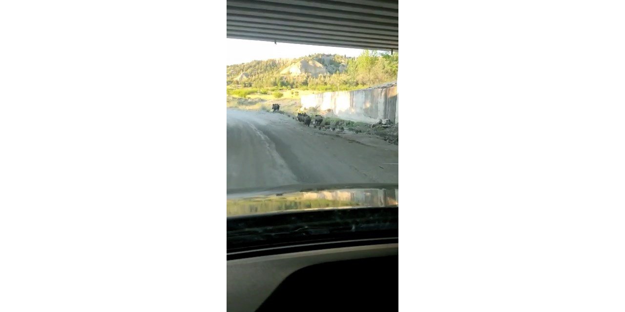 Domuz Sürüsü D100 Karayoluna İndi