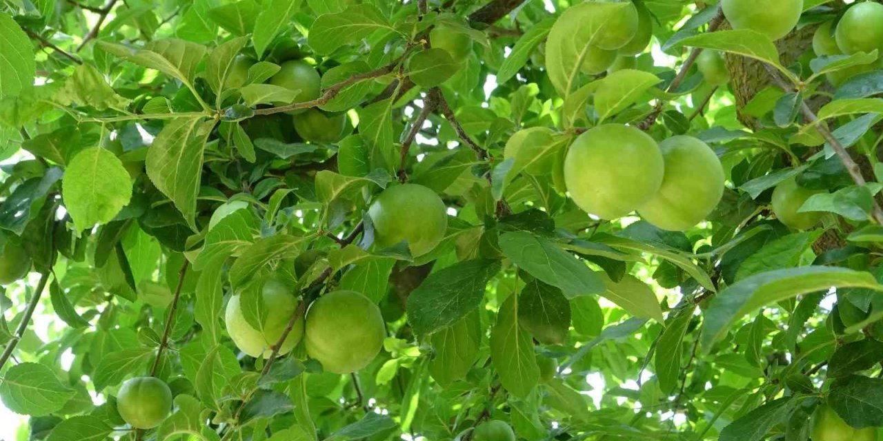 Meşhur İznik Papaz Eriği Hasadı Gün Sayıyor