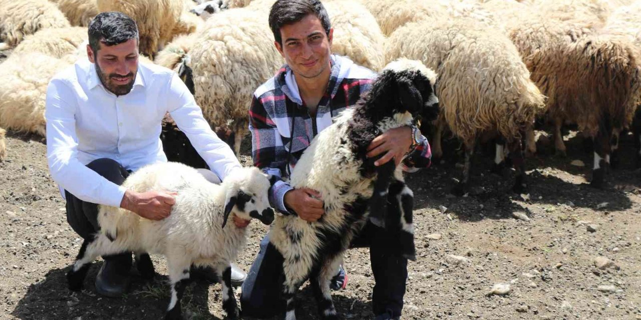 Erzincan’da Göçerlerin Yaylalardaki Mesaisi Başladı