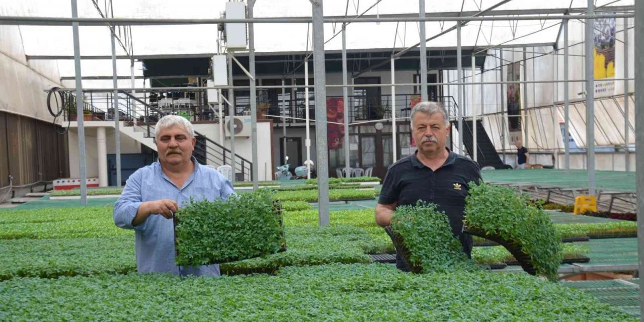 Yalova Ziraat Odası’ndan Çiftçiye 250 Bin Yerli Fide