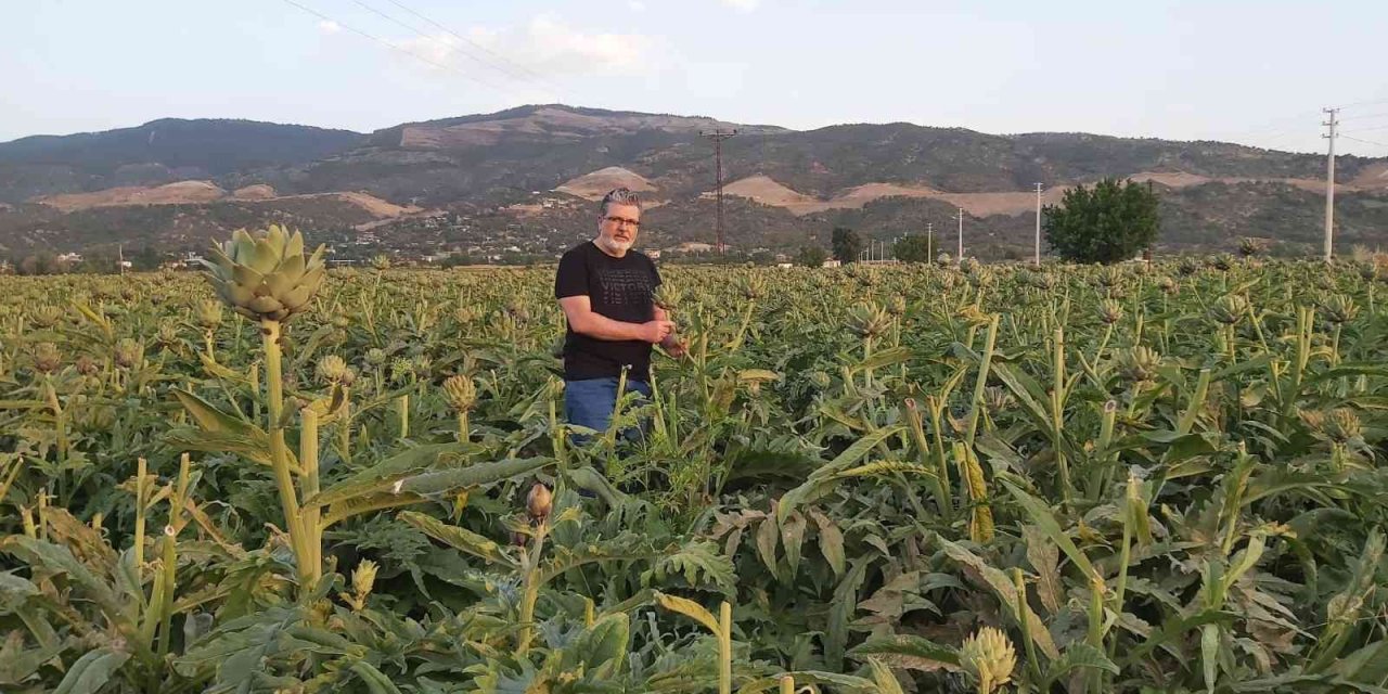 "enginar; Sofrada Karaciğerin Dostu, Laboratuvarda Kanserin Düşmanı Çıktı"