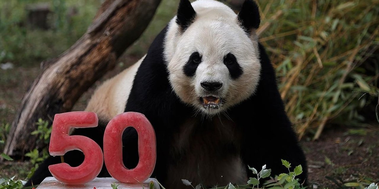 Madrid Hayvanat Bahçesi'nin 50. Yılı Kutlamalarında Baba Panda'ya Pasta Sürprizi