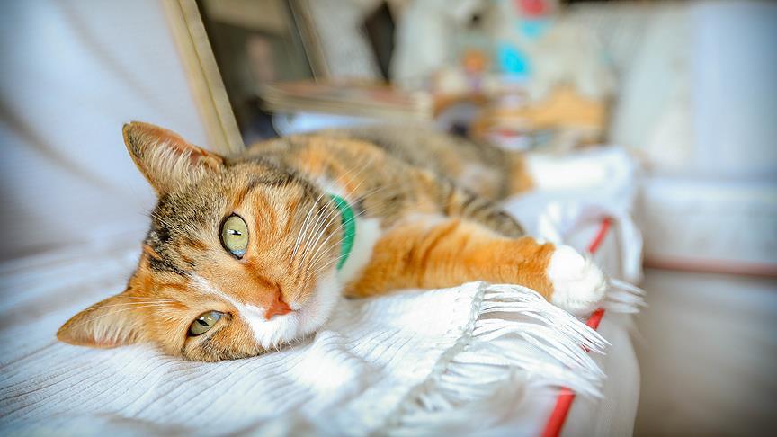 Almanya'daki kedi ve köpek sahiplerine kötü haber! Daha fazla ücret ödenecek