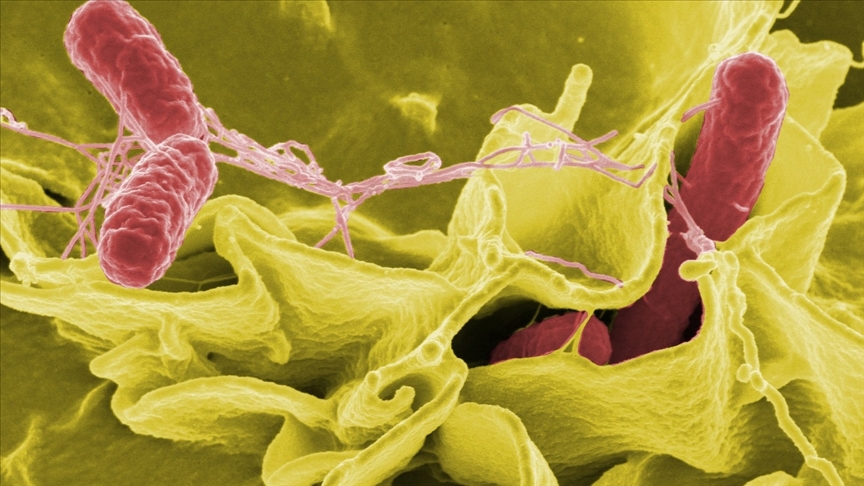 Veteriner Hekim Uğur Karapıçak Salmonella Bakterisini Önlemenin Yolunu Açıkladı
