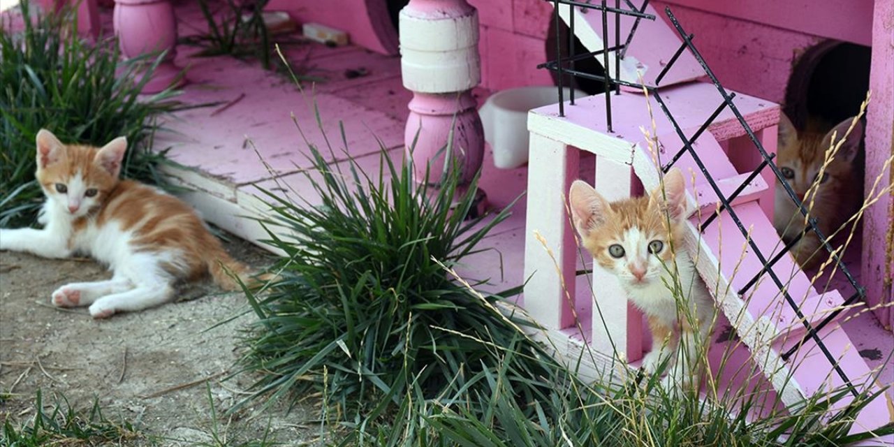 'kedi Köyü' Engelli, Hamile Ve Yavru Kedilerin Yuvası Oldu