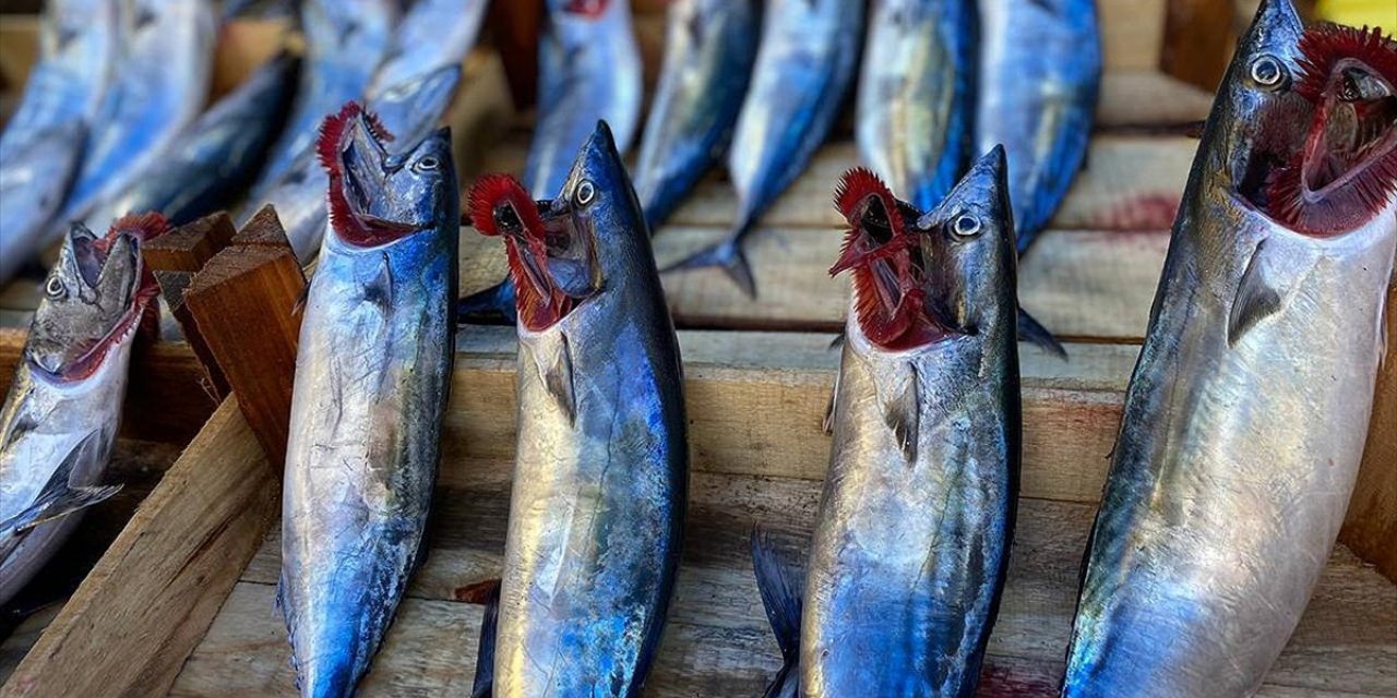 Zonguldak'ta Yağış, Balık Fiyatlarını Yükseltti