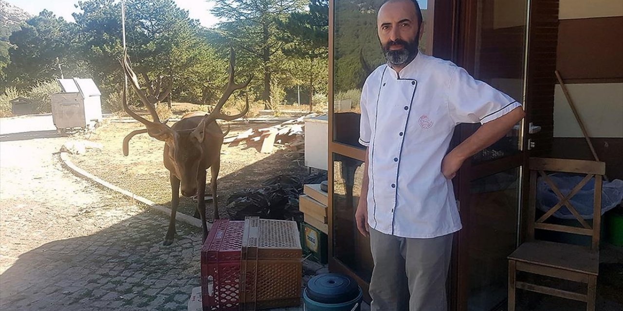 Doğaya Bırakılan Kızıl Geyik, Spil Dağı'ndaki Restoranın "müdavimi" Oldu