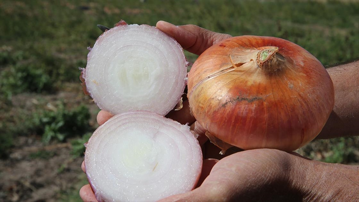 Tokat'ta hasat tamamlandı! 13 Bin ton rekolte beklentisi...