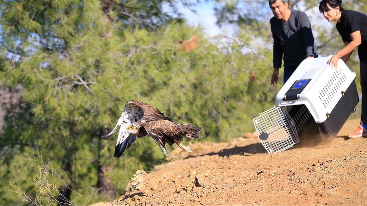 Antalya'da yılan kartalı büyük ilgi topladı