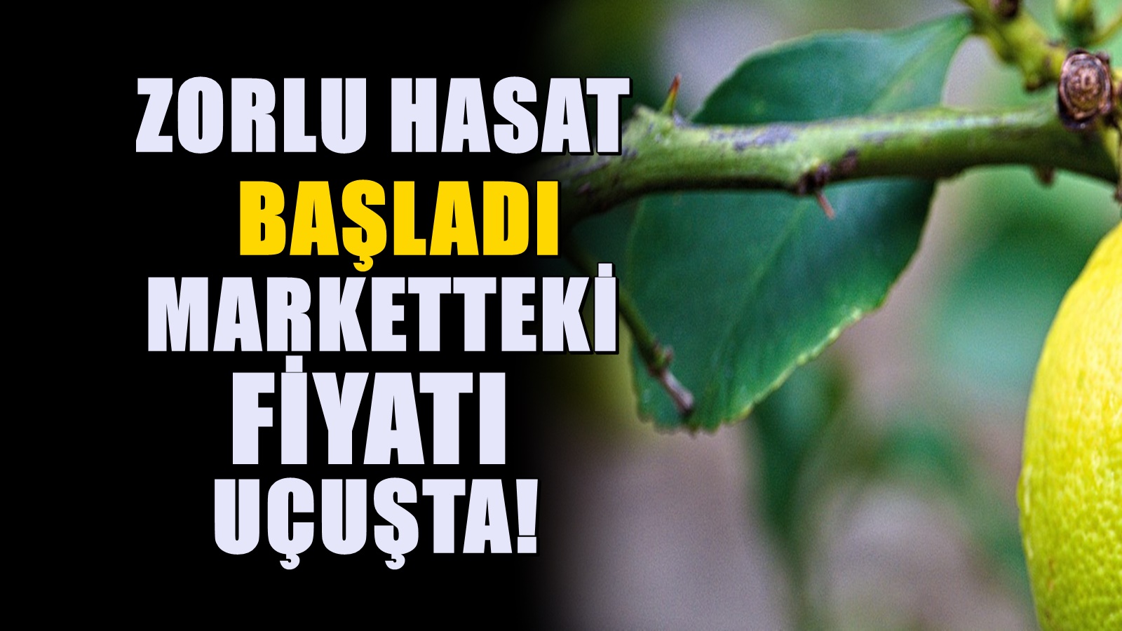 Tarlada kilosu 6 liradan satılırken markette 40 lirayı geçebiliyor! Hasadı başladı