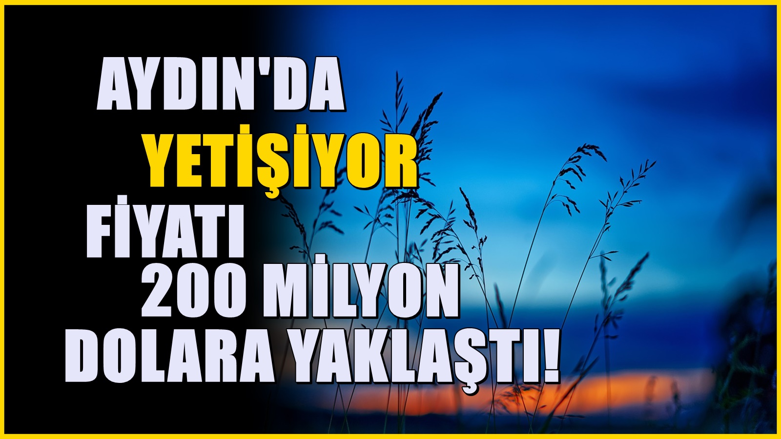 Aydın’da Çokça Yetişiyor: Fiyatı 200 Milyon Dolara Kadar Ulaştı!