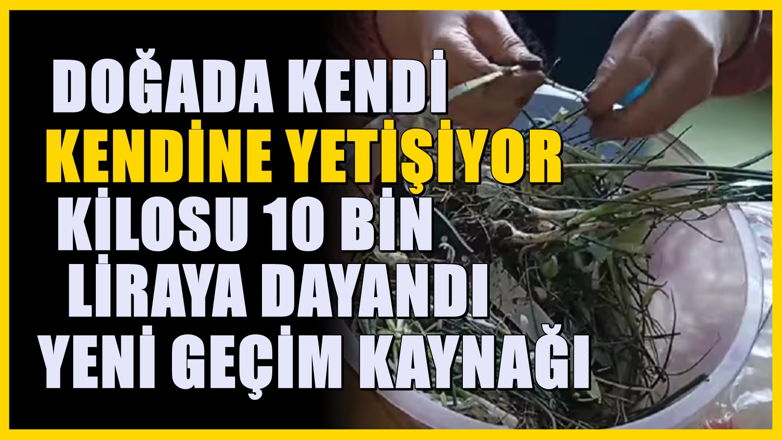 Doğada kendi kendine yetişen ot geçim kaynağı oldu: Üstelik kilosu 10 bin lira