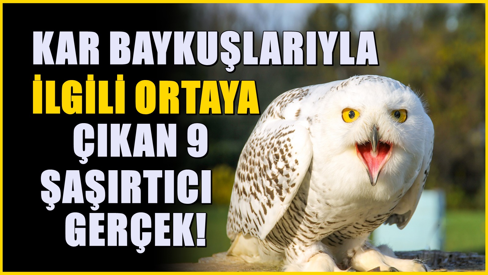 Kar baykuşları hakkında araştırma yapıldı! Ortaya çıkan 9 şaşırtıcı gerçek
