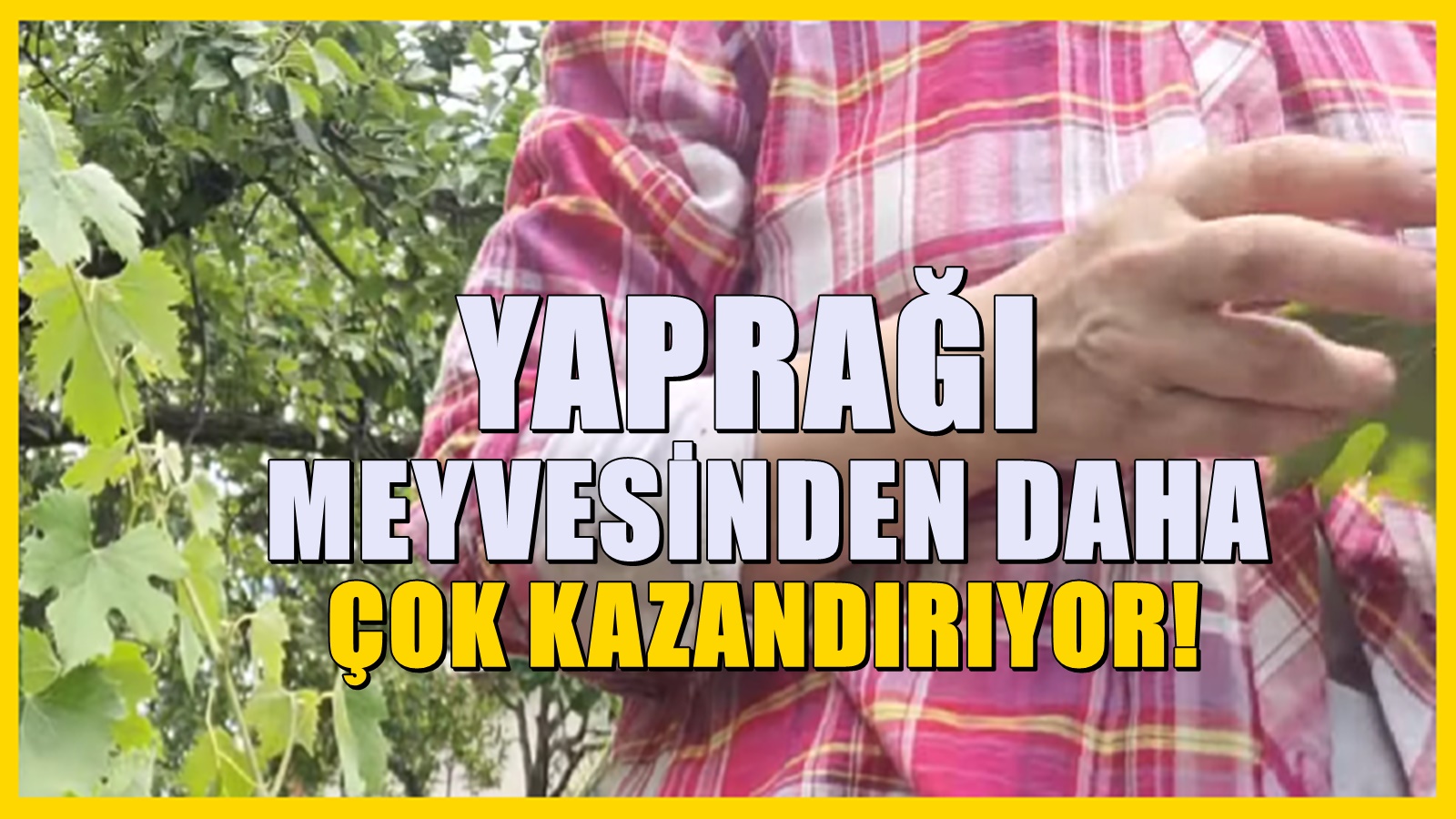 Manisa'da hasadı başladı: Yaprağı meyvesinden daha faydalı! Kilosu 200 liraya dayandı
