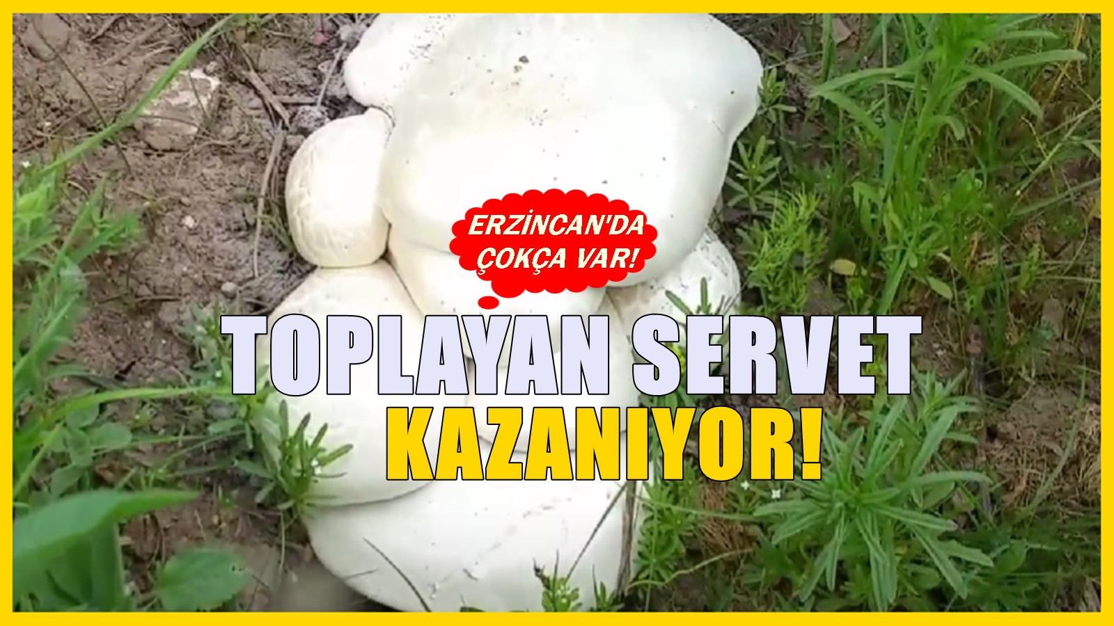 Erzincan'da çokça bulunuyor! Kazancı çok yüksek, Kilosu 1.250 TL’den satılıyor!