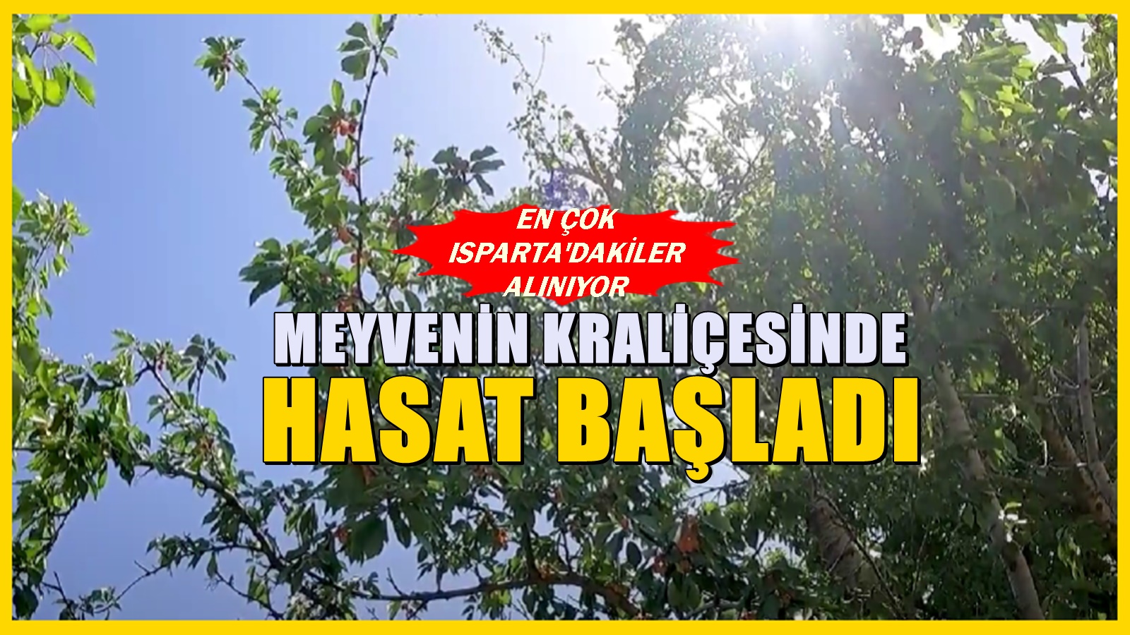 Meyvenin kraliçesinin 81 ilde hasadı başladı. Yabancılar özellikle Isparta'dan istiyor