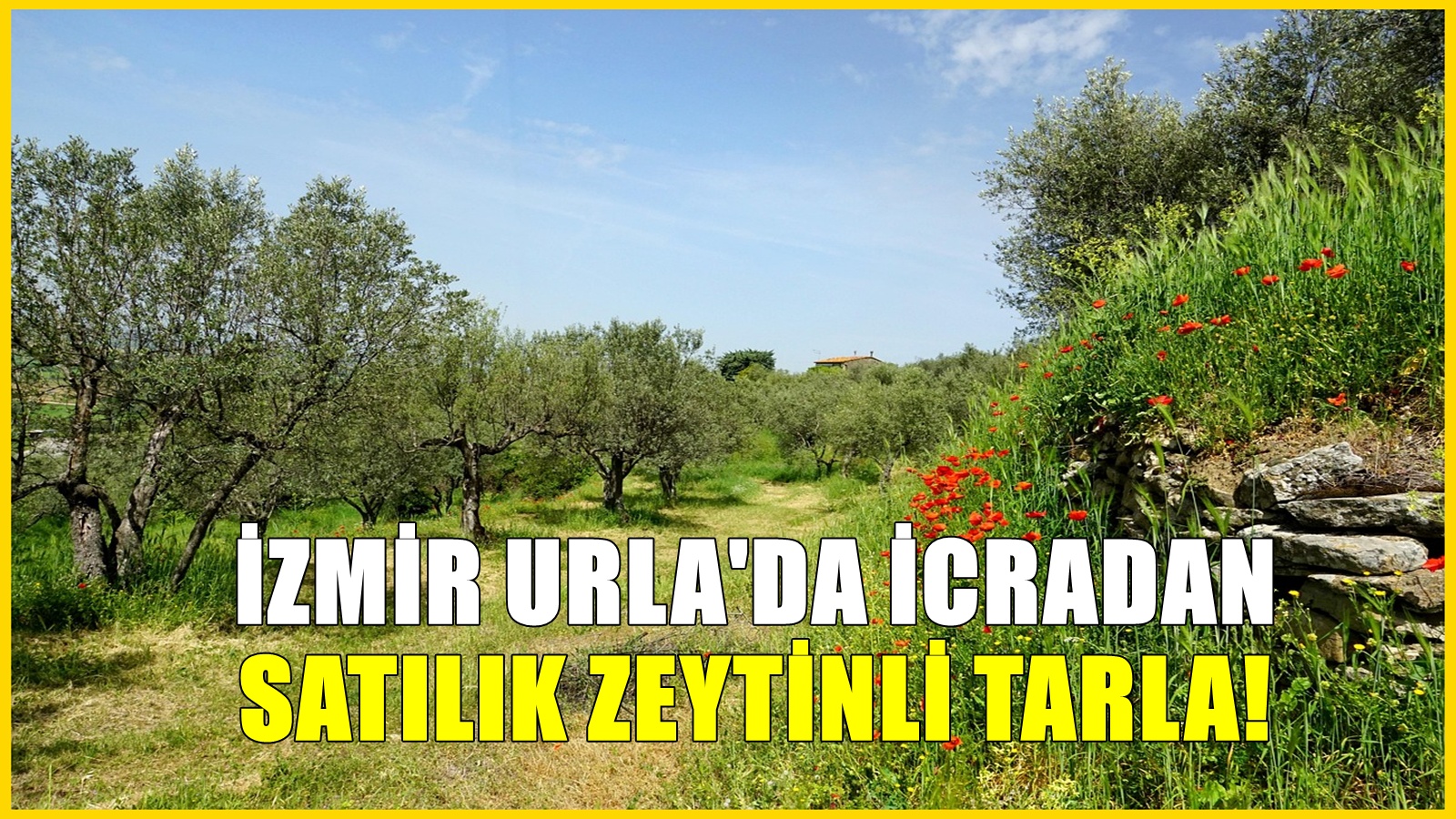 İzmir Urla'da mahkemeden satılık kelepir fiyata zeytinli tarla!