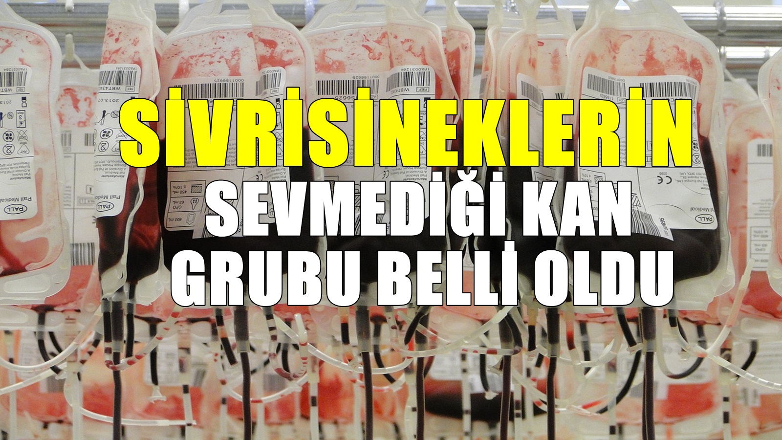 Sivrisineklerin yaklaşmadığı kan grubu belli oldu! Onlardan uzak duruyorlar
