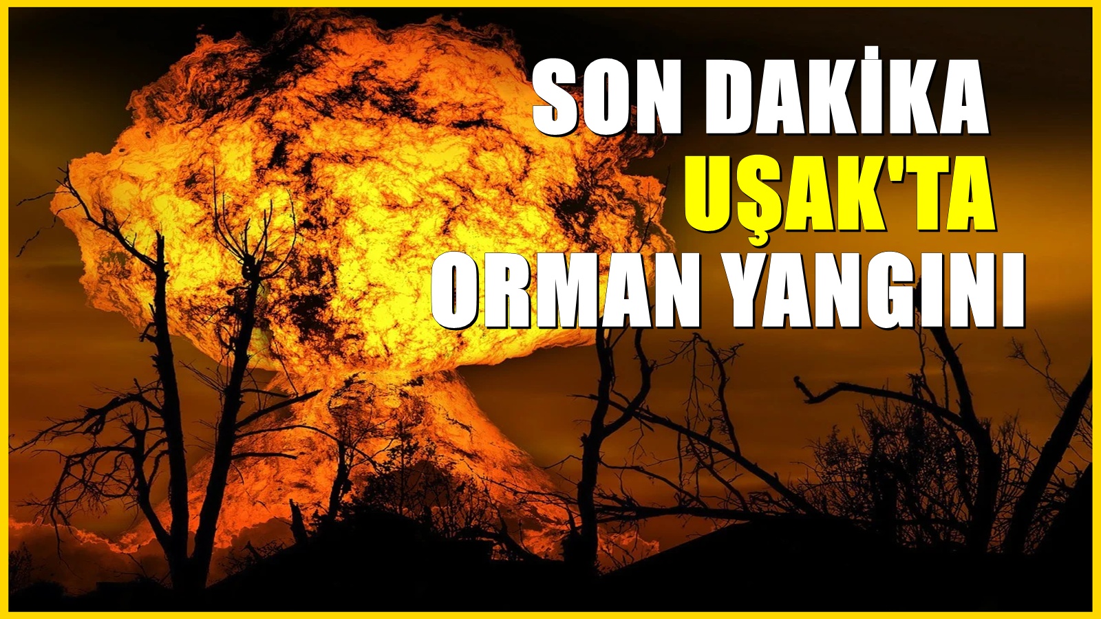 Uşak'ta Orman Yangını: Havadan ve Karadan Müdahale Sürüyor