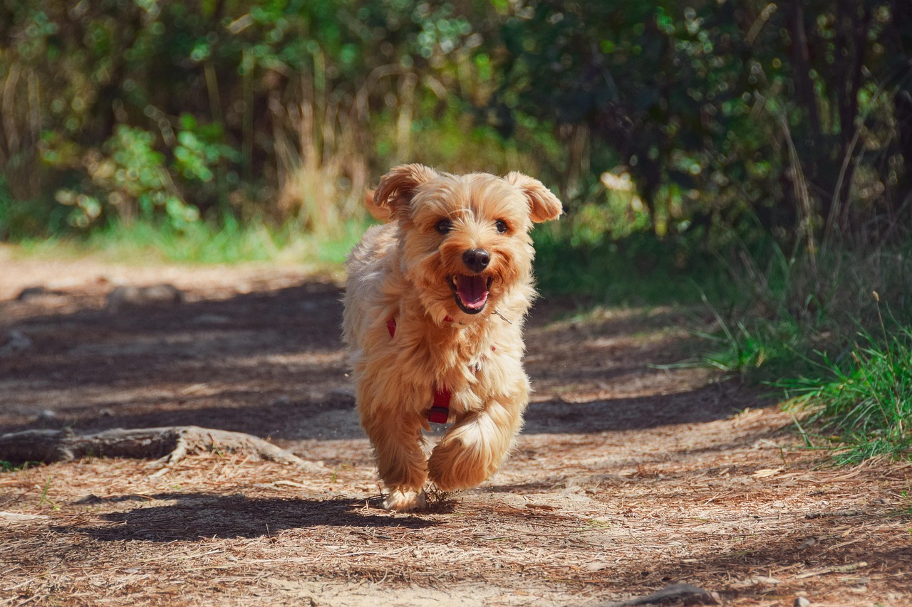 Köpek vergisi gelirleri uçtu! Almanya’da 430 milyon Euro’luk rekor