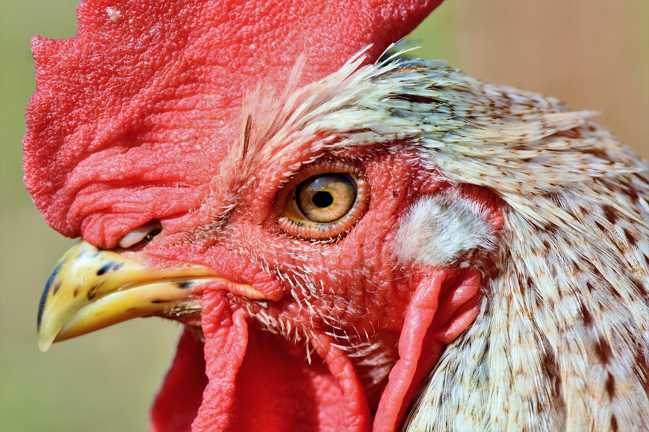 Almanya’da Kuş Gribi Alarmı: 6 Binden Fazla Hindi İtlaf Edildi