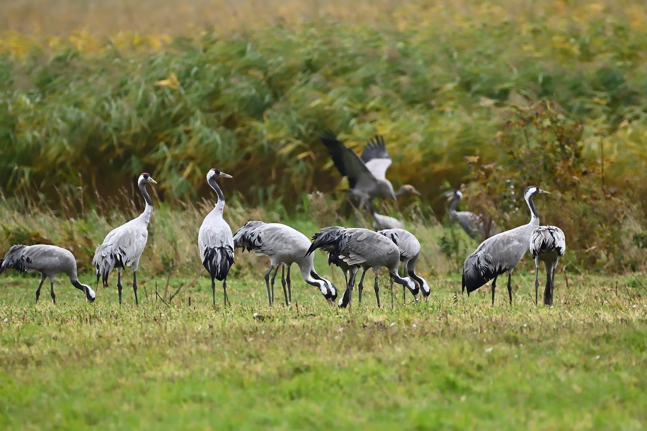 Almanya'da Kuş Gribinde Alarm: 680 Binden Fazla Hayvan Telef Oldu