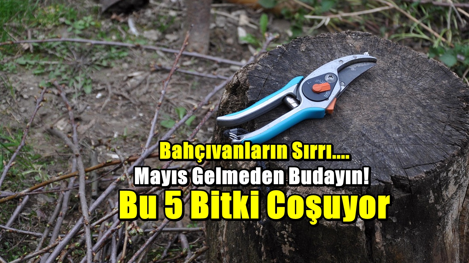 Mayıs Öncesinde Budayın: Bu 5 Bitki Daha Sağlıklı ve Hızlı Büyüyor