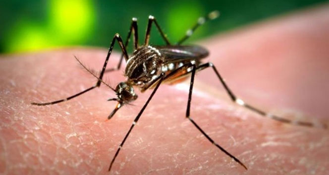 Zika virüsü oraya da sıçradı