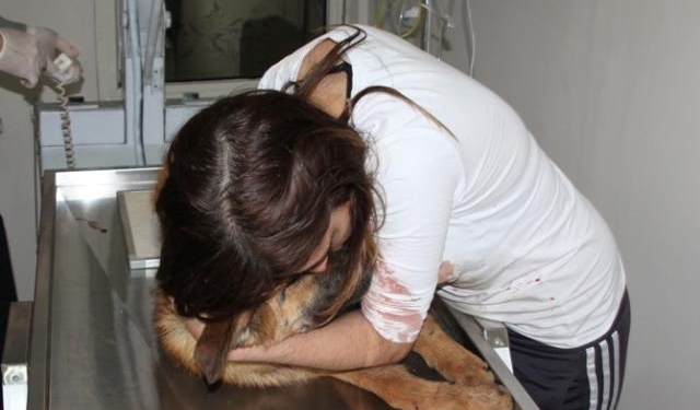 Köpek için "ne olur ölme" diyerek gözyaşı döktü