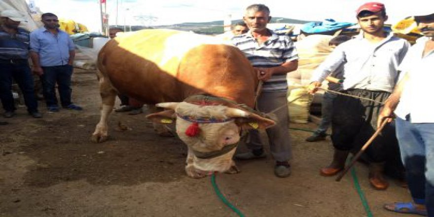 Hayvan Pazarında Kıyasıya Pazarlık Başladı