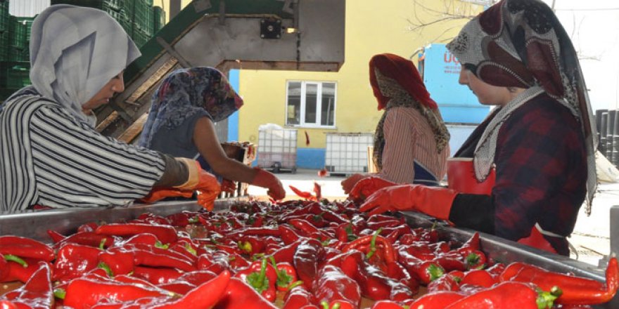 Hollanda damak tadını Bursa, İnegöl'de buldu