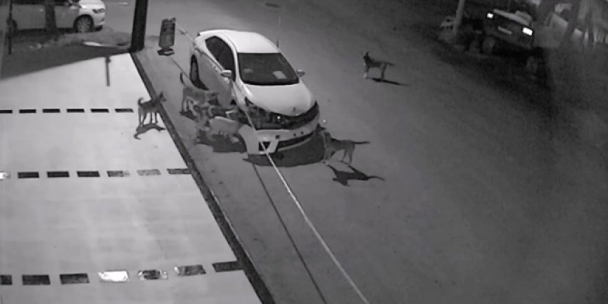 Sakarya'da sokak köpekleri otomobilin tamponunu parçaladı