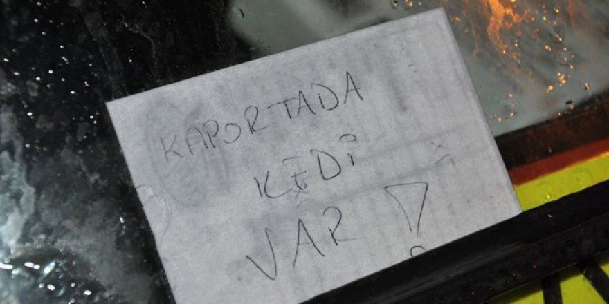 Ayonkarahisar'da duyarlı vatandaşın bıraktığı not kedinin hayatını kurtardı