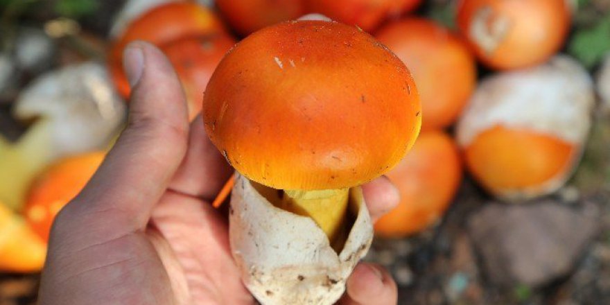 Dünyada Marka Haline Gelen İtalyan Porçini Mantarı Şile’den Sofralara Taşınıyor