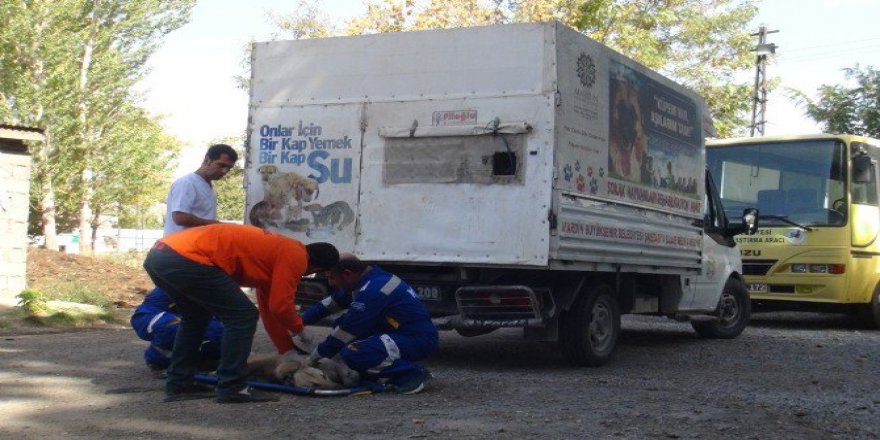 Mardin’den Bitlis, Tatvan’a Kedi Ve Köpek Sevki